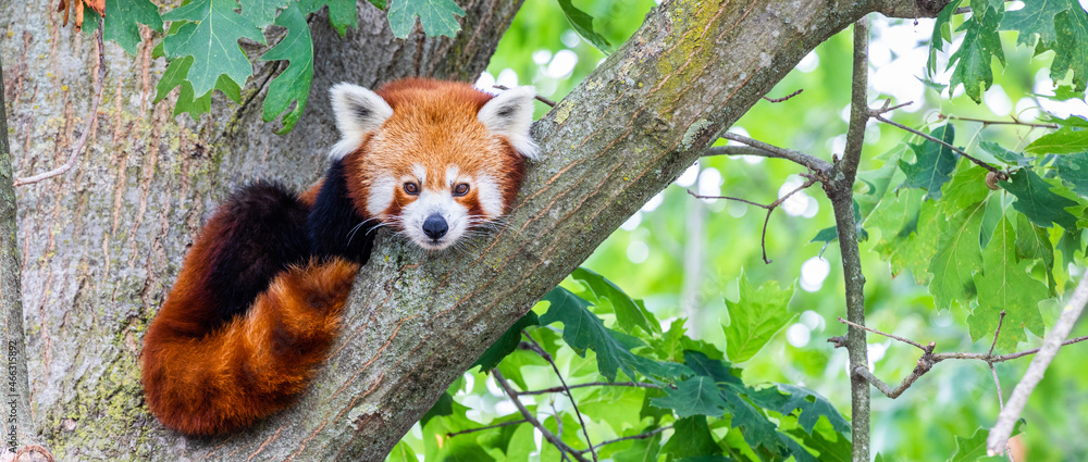 红熊猫-Ailurus Fulgens-肖像。可爱的动物懒洋洋地躺在树上。