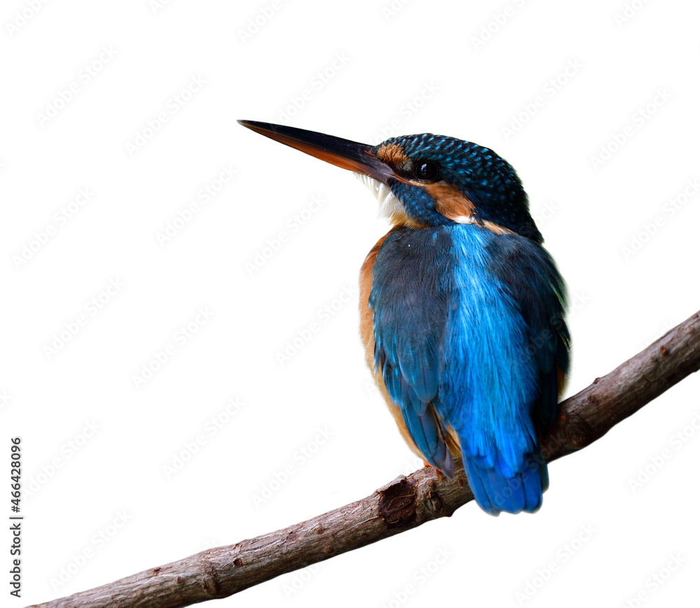 可爱的蓝鸟，背上有明亮的羽毛，坐在藤蔓线上，抬头望着与世隔绝的天空。