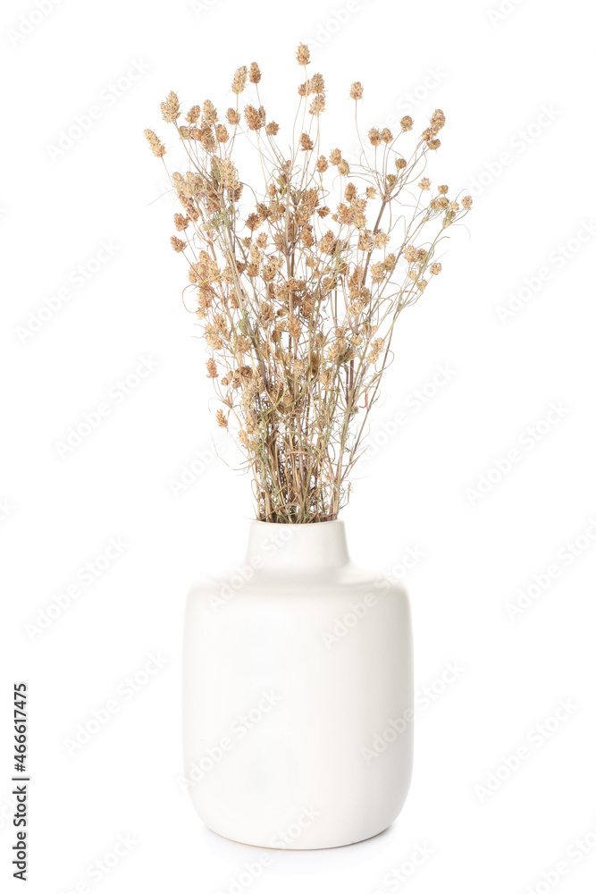 白色背景上有一束干花的花瓶