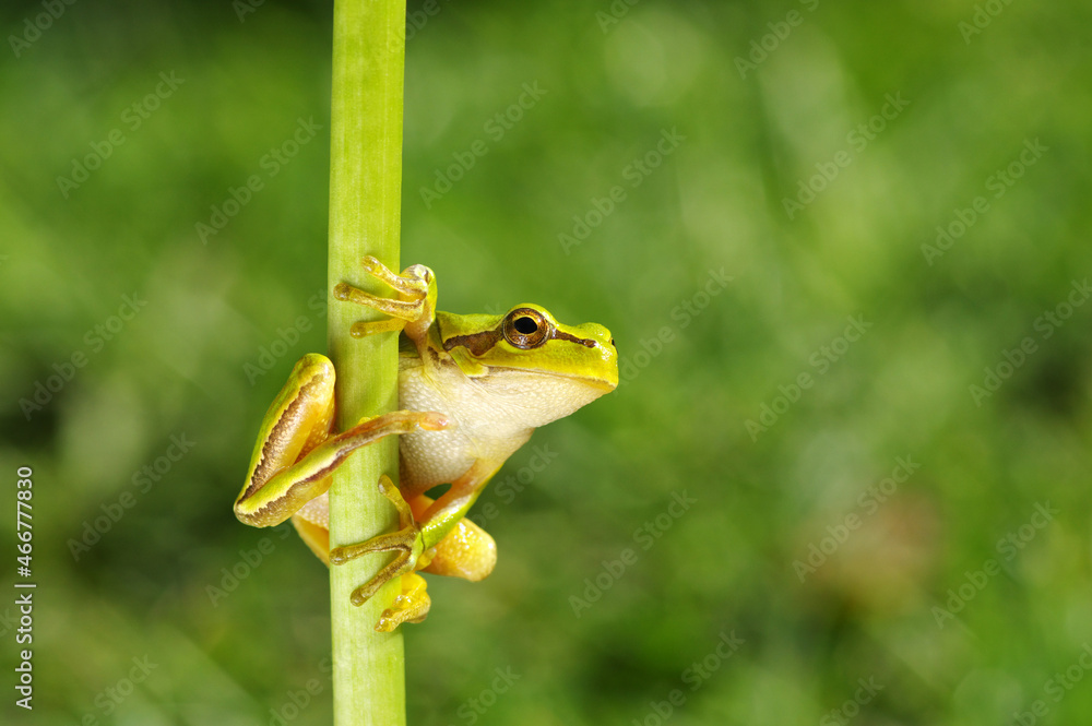 绿色背景上的青蛙