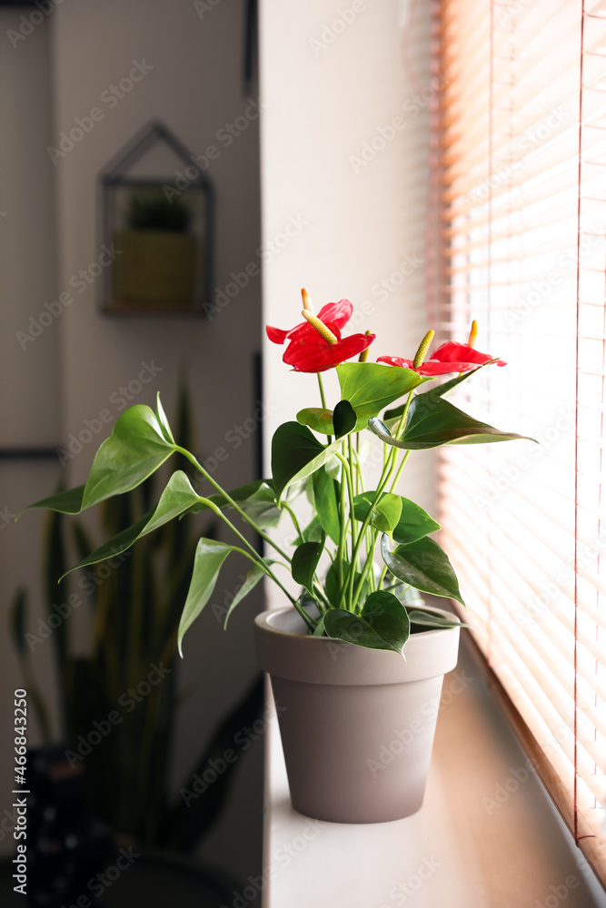 窗台上花盆里的红掌花