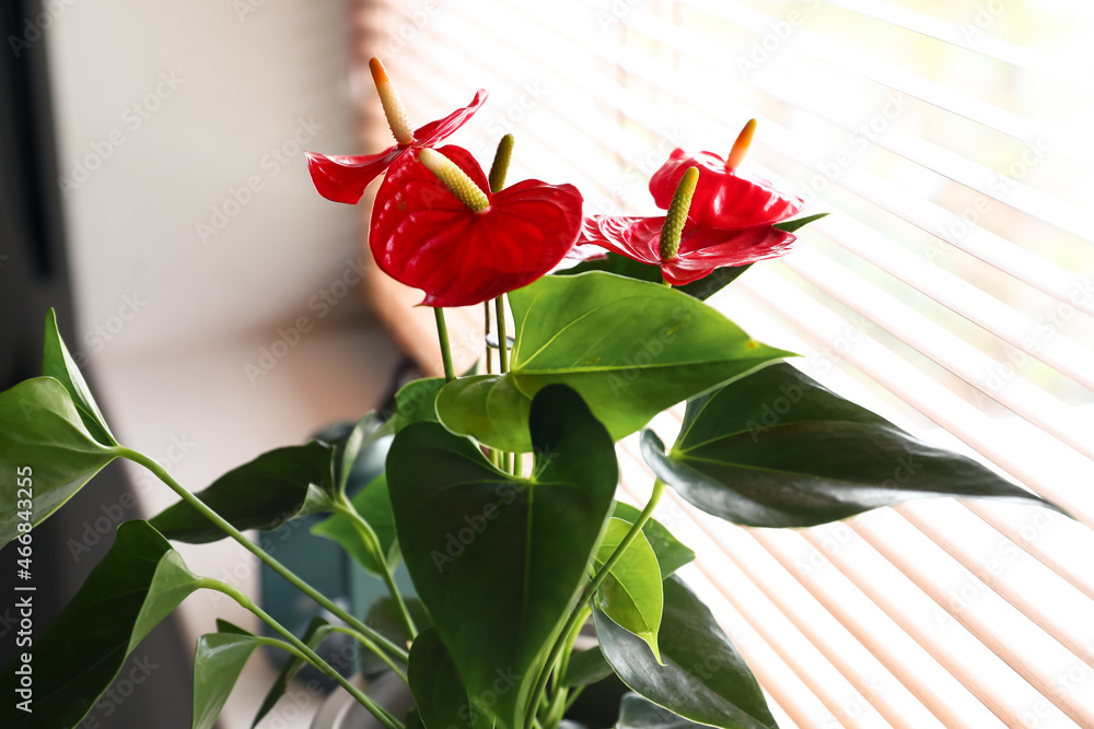 窗台上花盆里的红掌花，特写