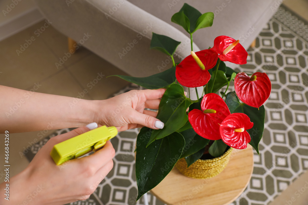 女士在桌上的花盆中向红掌花喷水