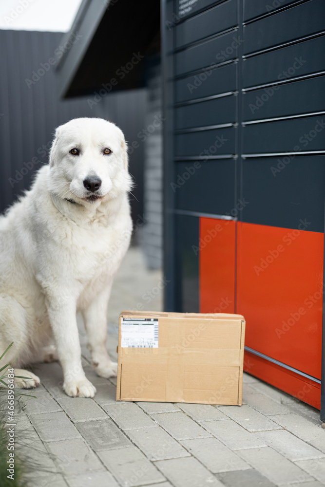 拉布拉多犬坐在城市街道上，守卫自动邮局附近的包裹。现代化的概念