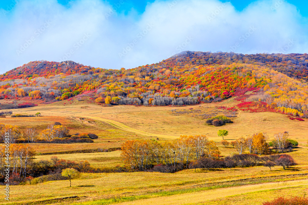 秋天色彩斑斓的森林和高山自然景观。乌兰布统美丽的秋景