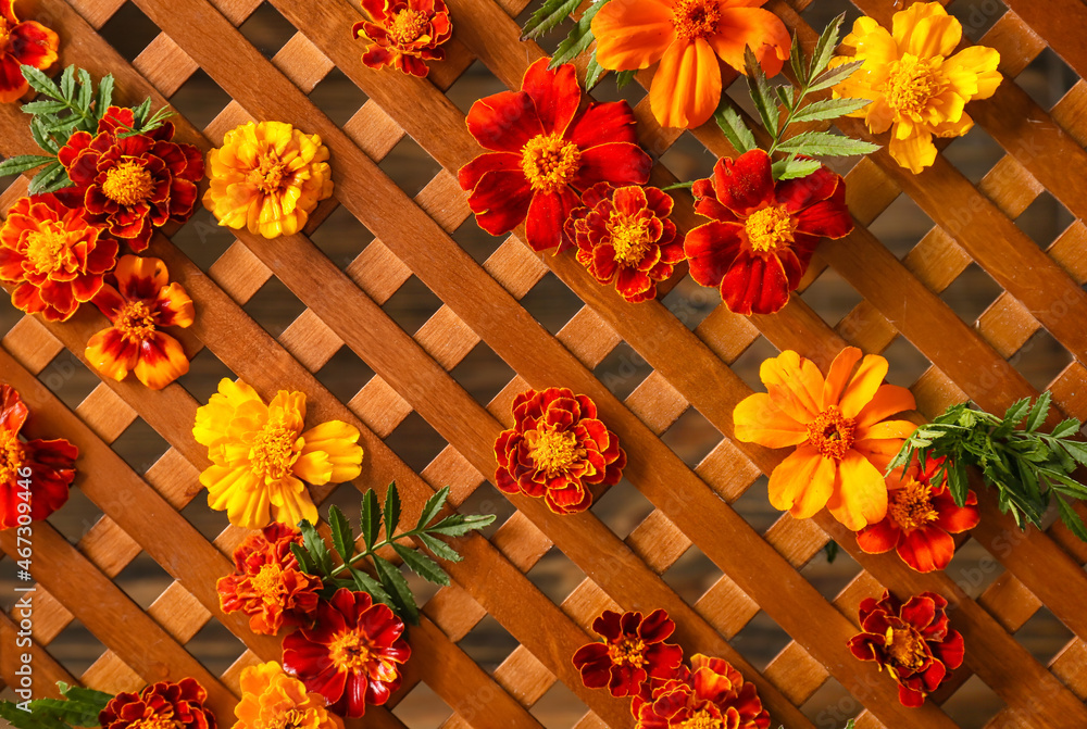 Wooden grid and marigold flowers, closeup