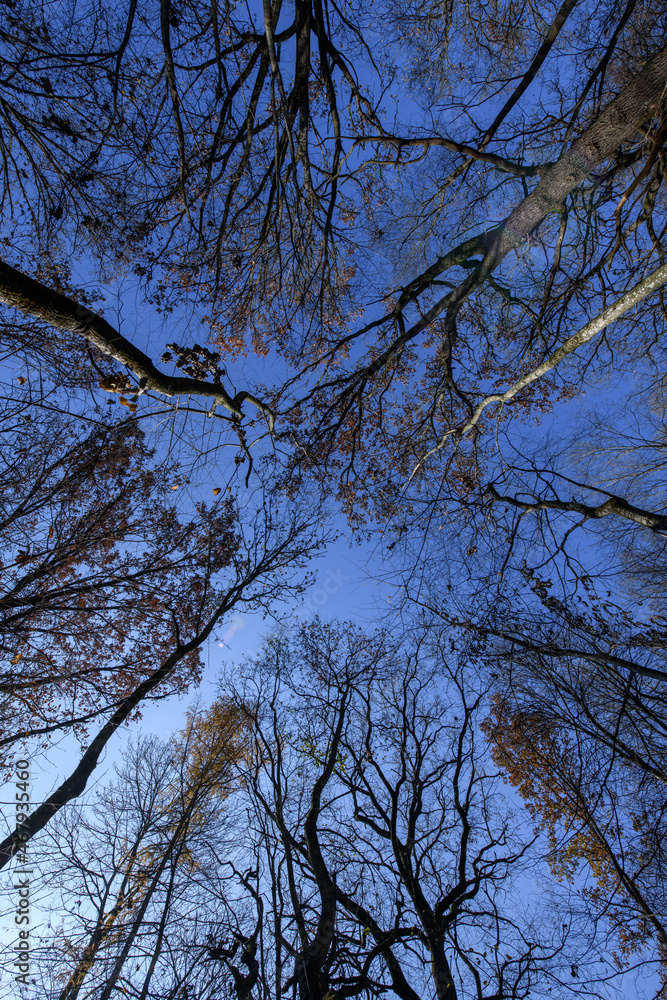 森林中的秋树和晴朗的蓝天