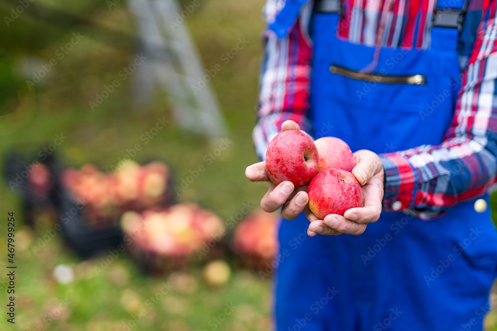 Professional farmer holding in hands red ripe apples. Farmer holding fresh ripe apples.