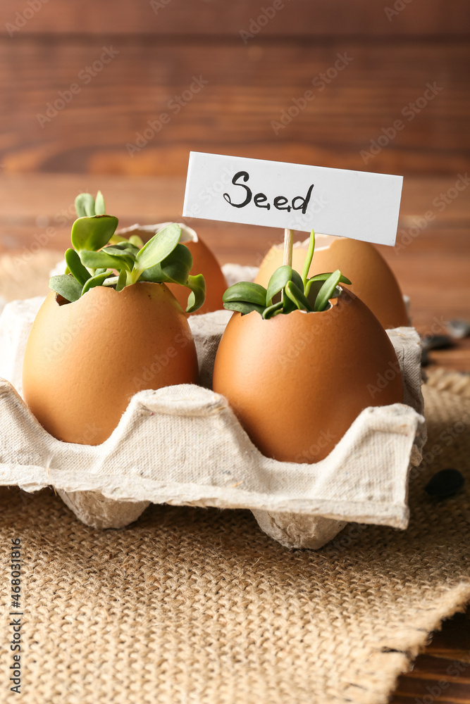 标记SEED和木质背景蛋壳中的幼苗