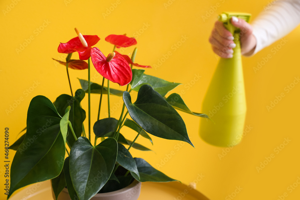 女子在黄色背景下向美丽的红掌花喷水，特写