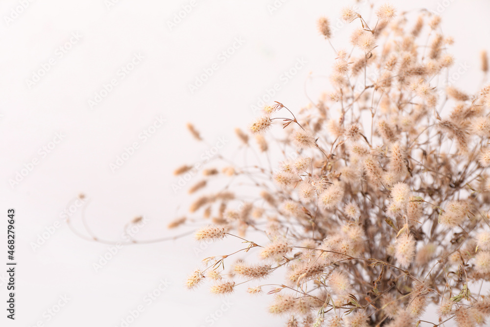 浅色背景下美丽的干燥小穗，特写