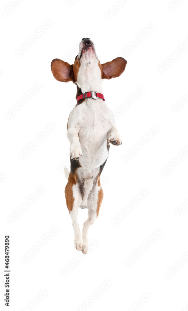 可爱的小猎犬在白色背景上跳跃