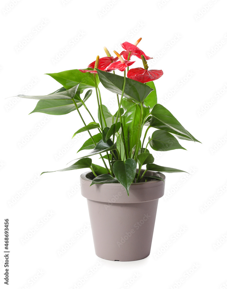 Anthurium flower in pot on white background