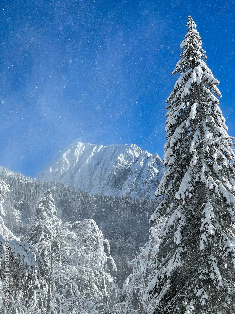 VERTICAL: Scenic view of pine forest under the snowy mountains in Julian Alps.