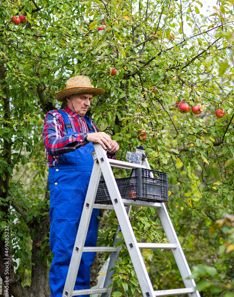 农民站在梯子上在花园里摘苹果。戴帽子的老人站在梯子里