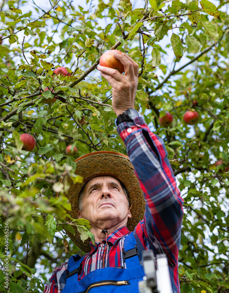 男农民拿着一个苹果准备从树上摘下来。成熟的苹果在农民手中。
