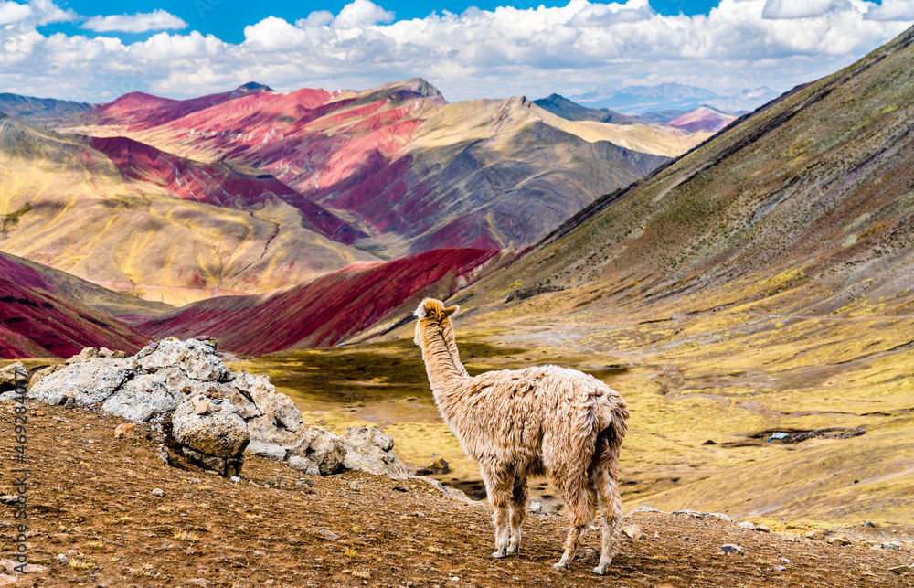 Alpaca at Palccoyo rainbow mountains in Cusco region of Peru
