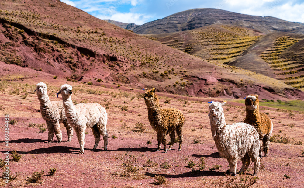 秘鲁库斯科地区Palccoyo彩虹山的羊驼
