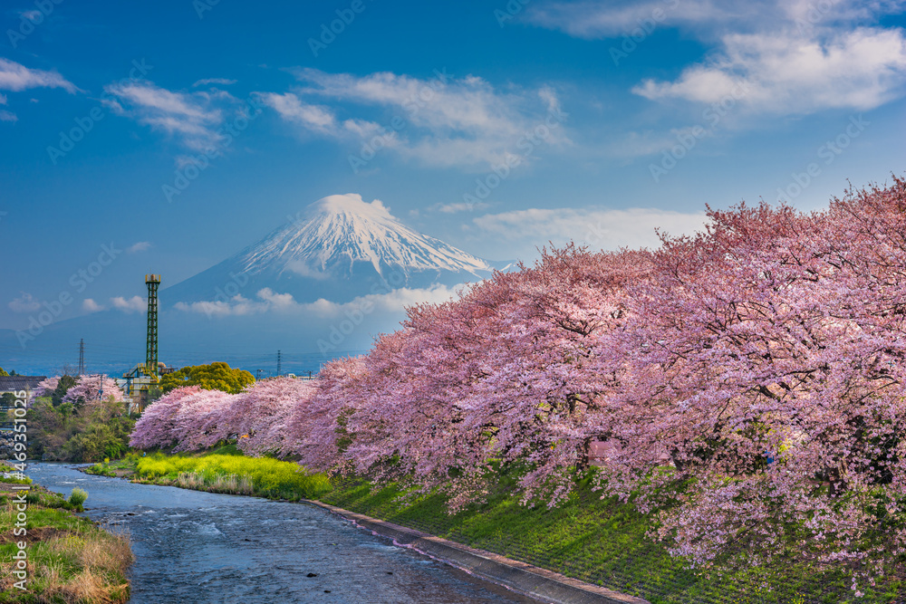 富士山，日本的春天景观和樱花盛开的乌井河。