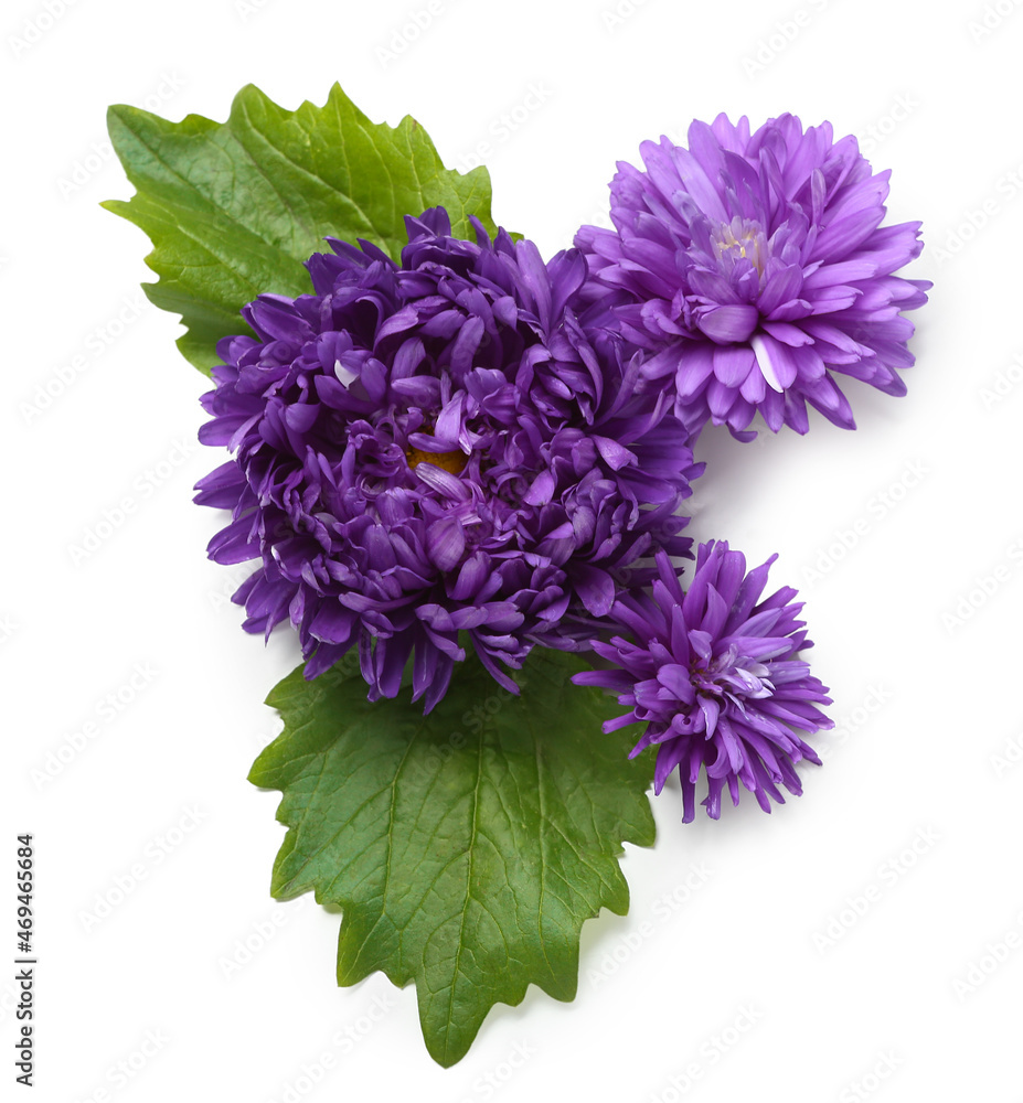 白底紫菀花和叶