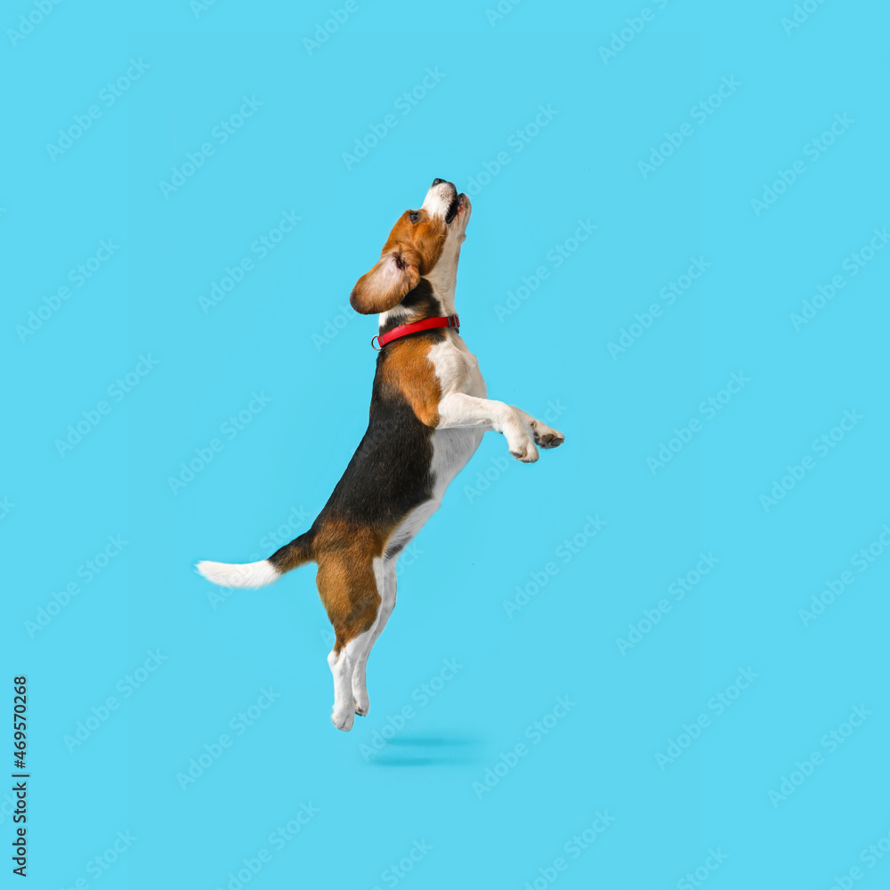 可爱的小猎犬在蓝色背景上跳跃