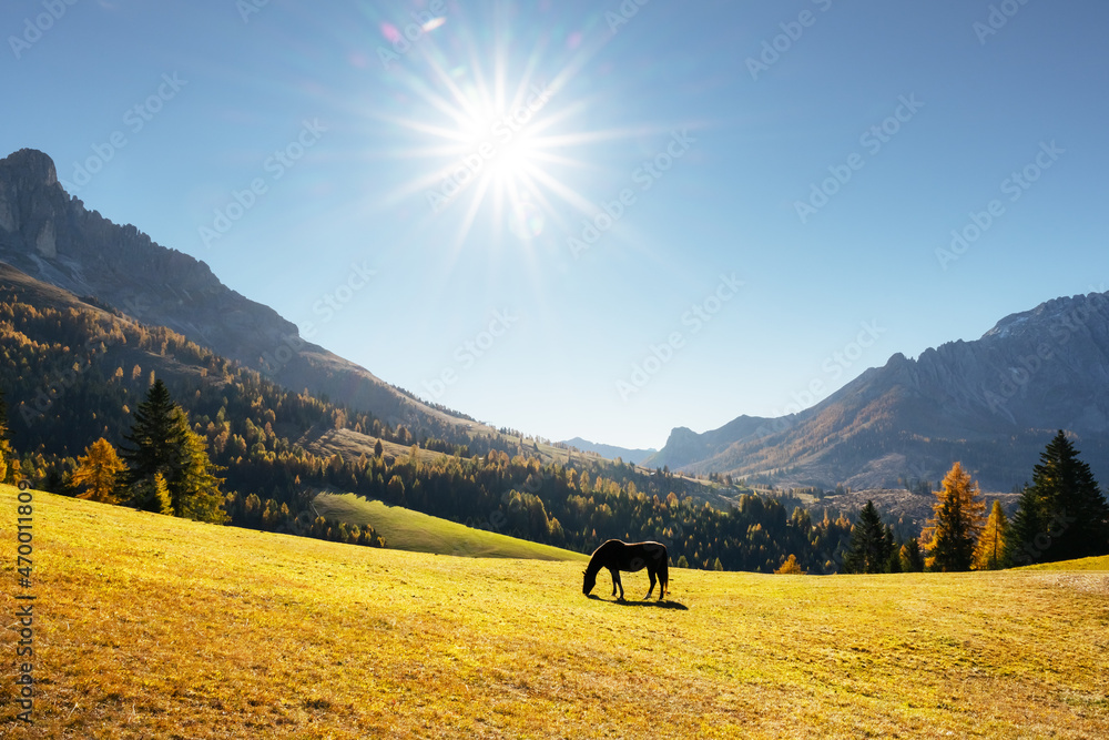 独马在多洛米蒂阿尔卑斯山的秋季草地上。意大利乡村景观，有马，阳光在蓝色的s