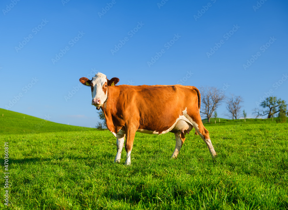 阳光明媚的日子里，牧场上的一头牛。瑞士的农业。高分辨率照片。