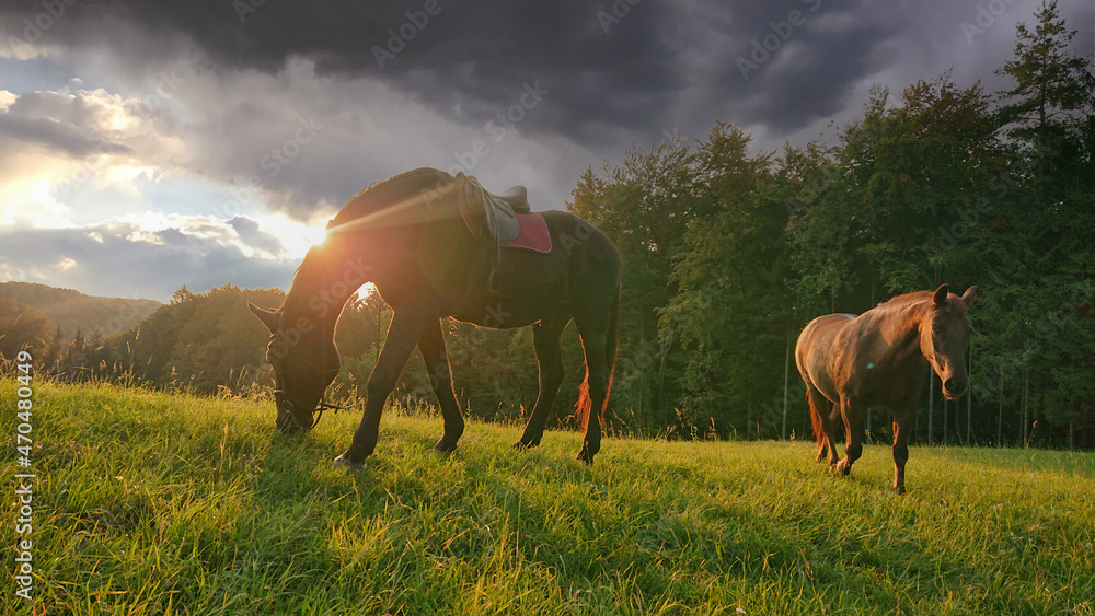 LENS FLARE：暴雨前，日落时分，两匹马在郁郁葱葱的草地上吃草。