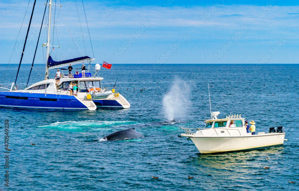 美国马萨诸塞州科德角普罗文斯敦两艘小船之间的座头鲸