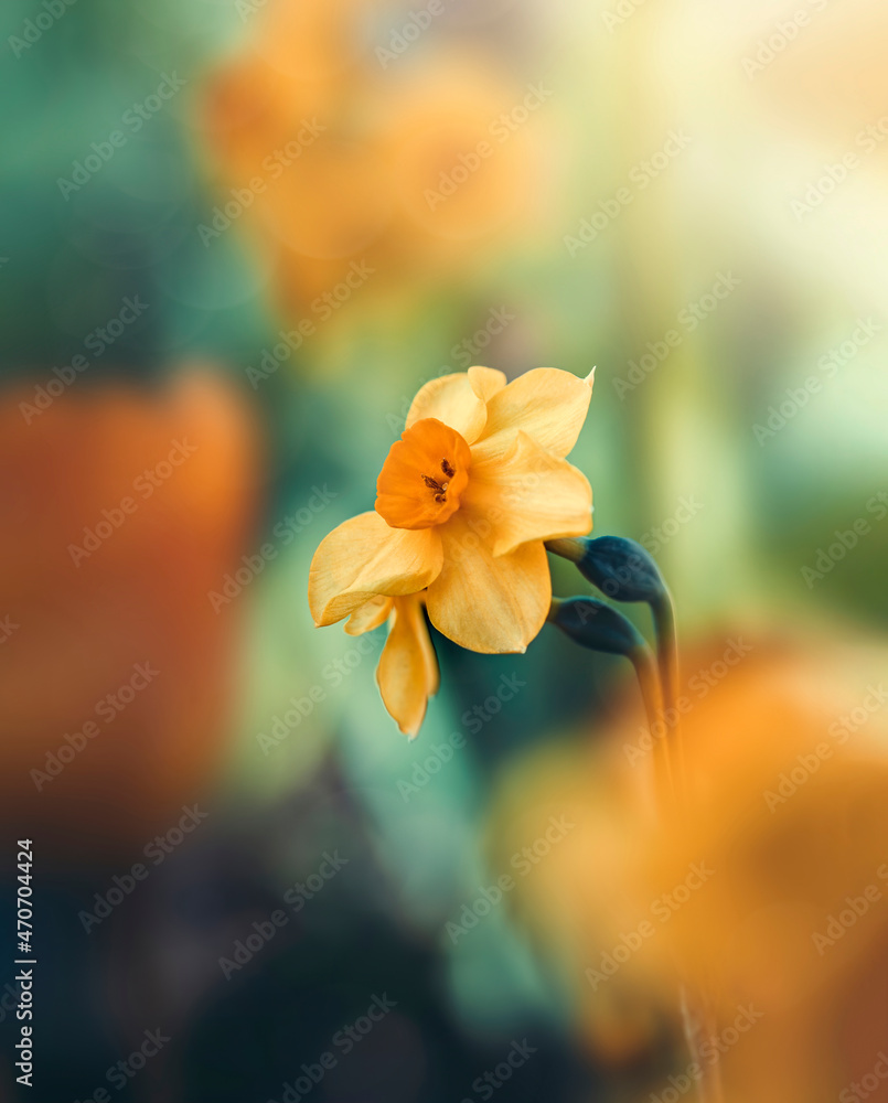 花草地上一朵黄色的春天水仙花的宏观图像。浅景深，模糊，柔软。