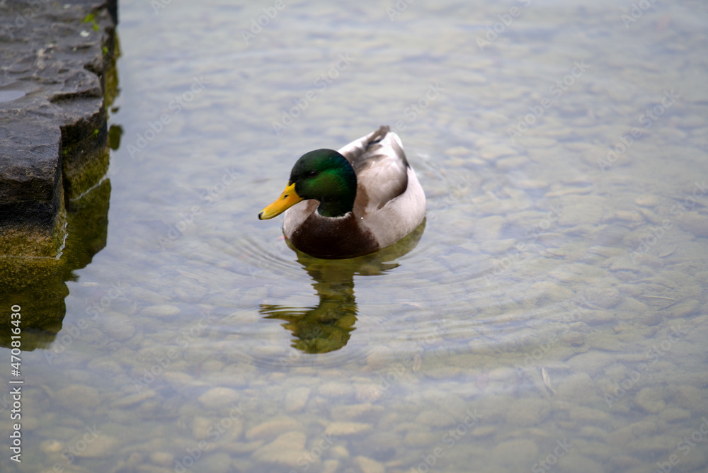 Male duck at pond of Irchel park at City of Zürich on a rainy autumn day. Photo taken November 14th,