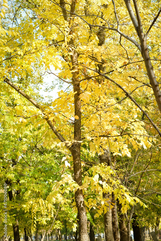 阳光明媚的秋天公园里的美丽树木