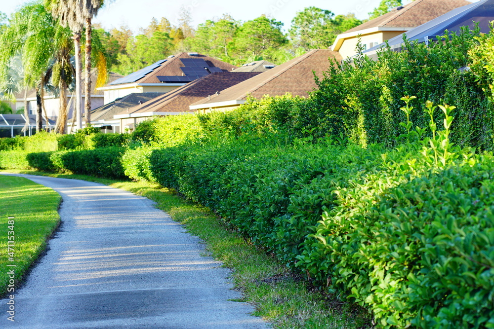 佛罗里达社区的绿色常春藤墙