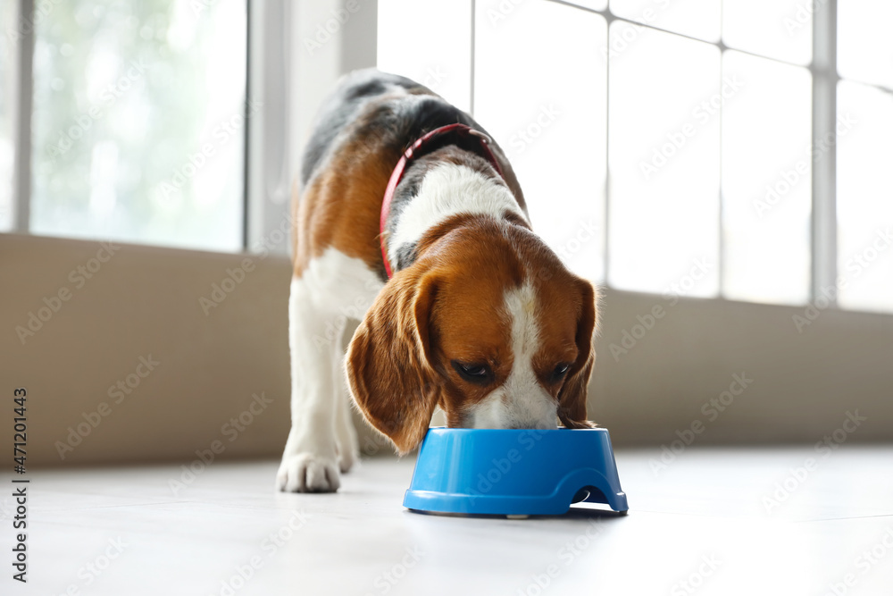 可爱的小猎犬在家吃蓝色碗里的食物