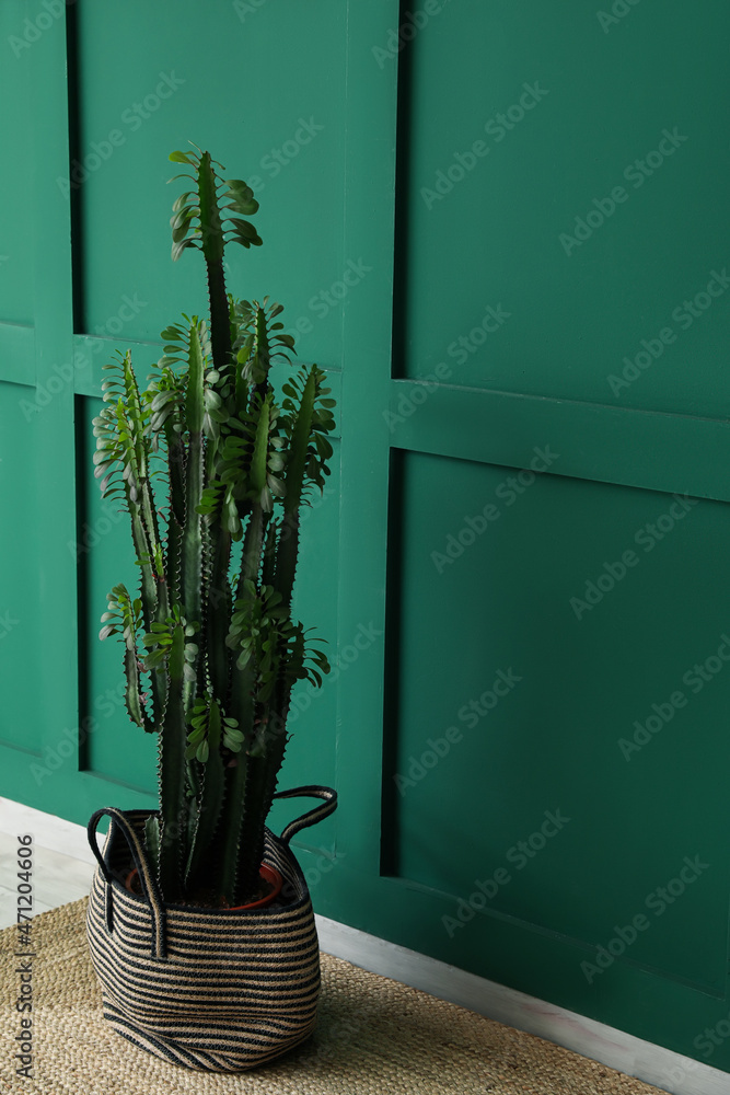 Big cactus in bag near green wall