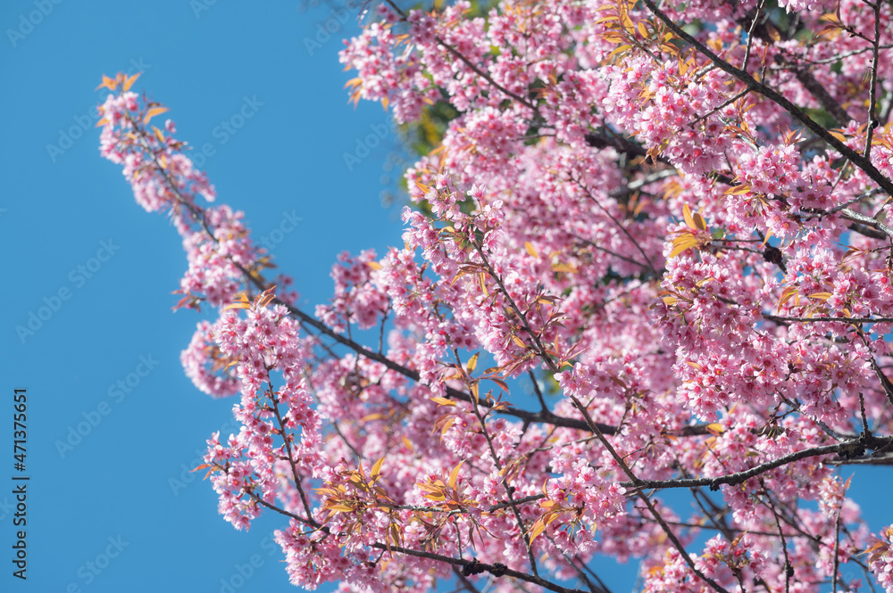 泰国北部地区冬季盛开的樱花（或樱花）枝条