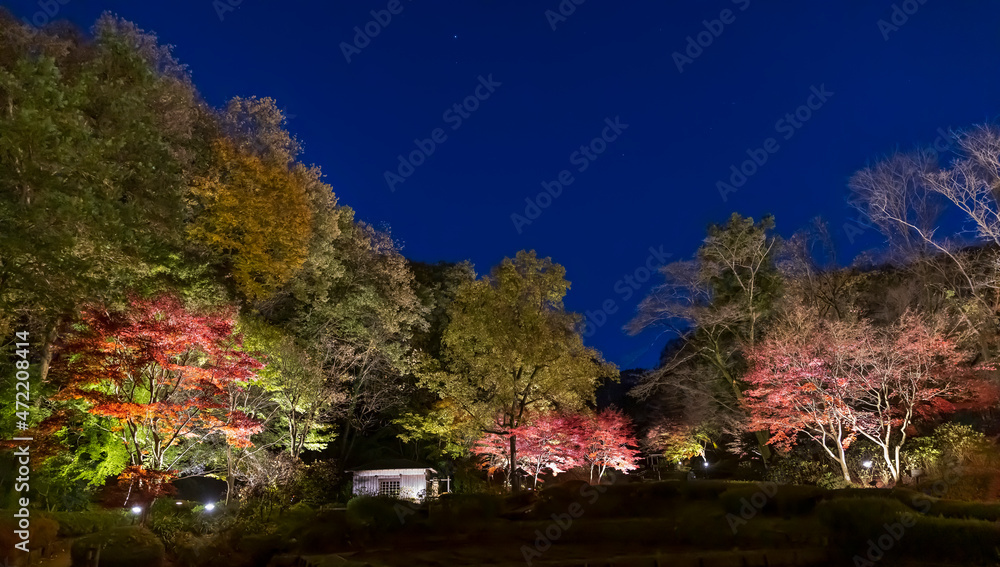 ライトアップされた夜の紅葉した木