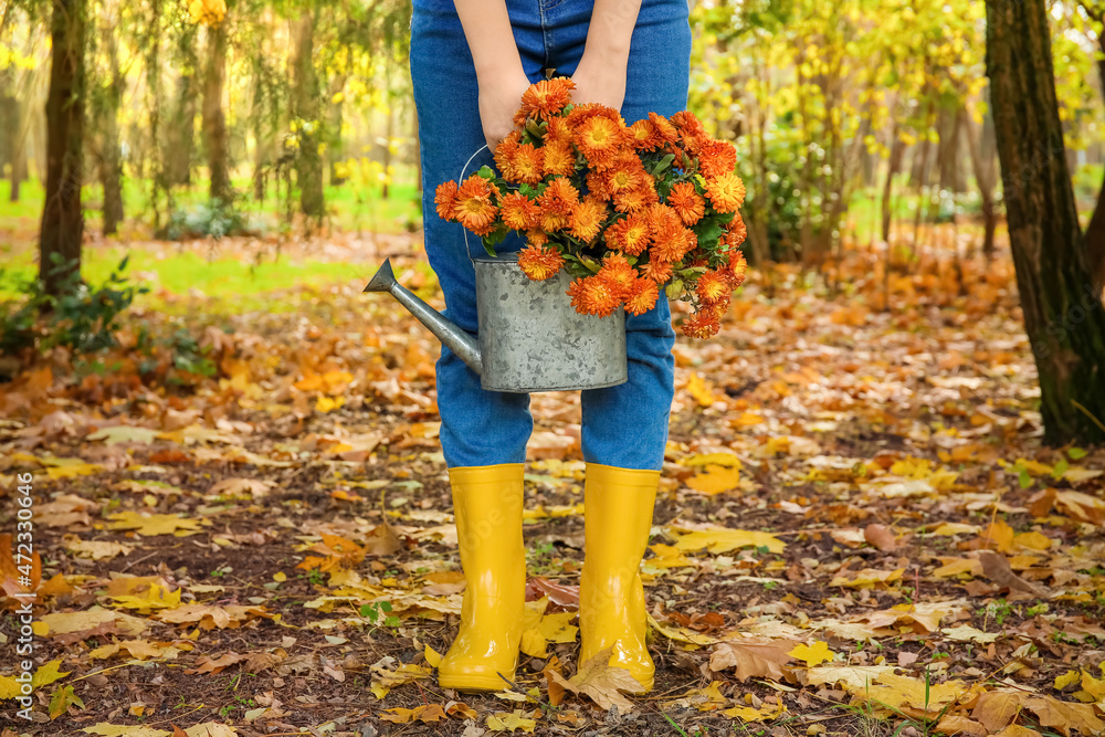 秋天公园里，女人拿着装有美丽菊花的喷壶，特写