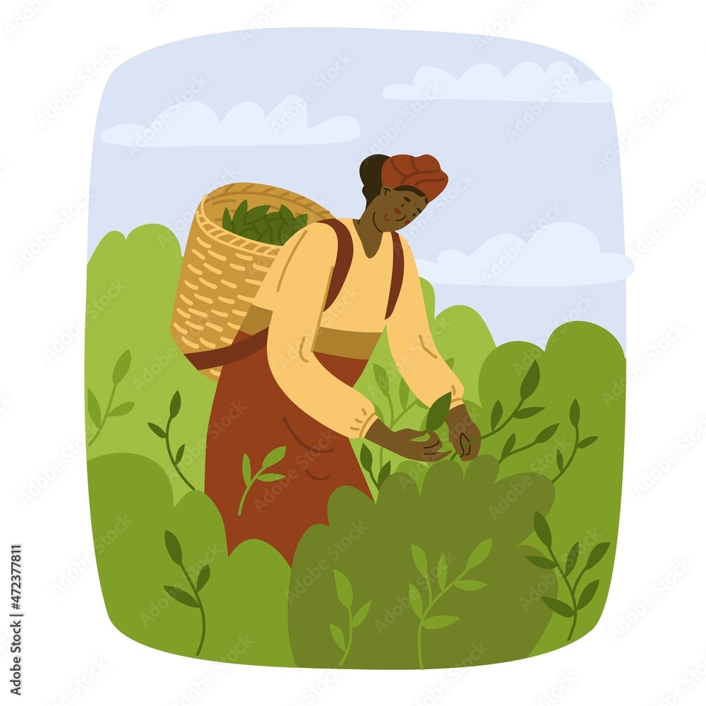 女工在种植园里采摘茶叶。亚洲的茶叶种植。自然农业，村庄