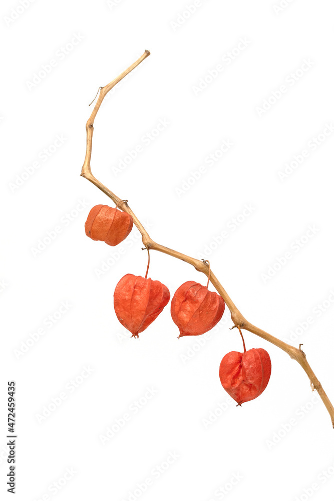 Physalis，白底树枝上的红色灯笼