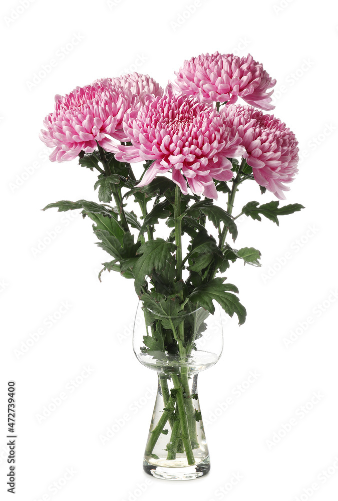 白色背景上有美丽菊花的花瓶