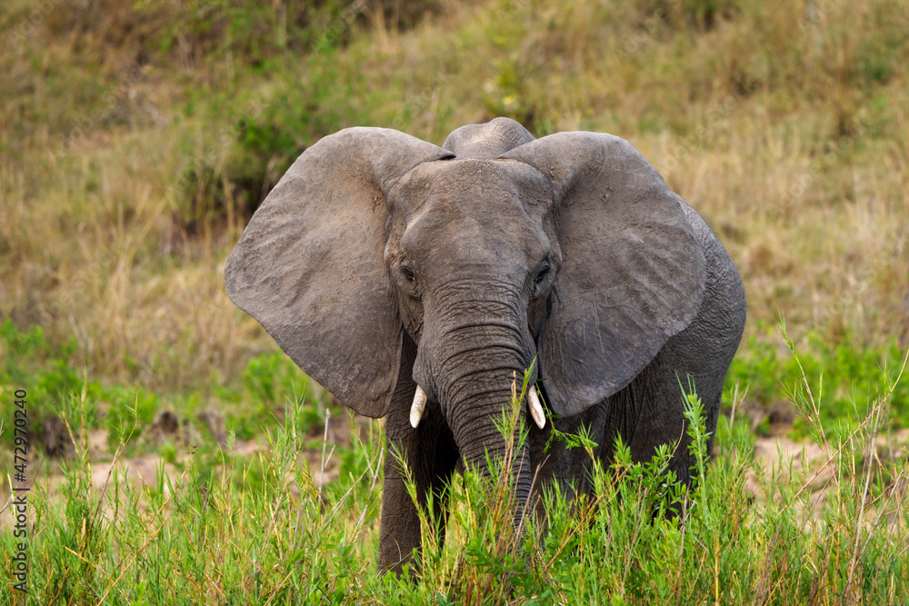 非洲丛林象或非洲稀树草原象（Loxodonta africana）觅食。南非普马兰加