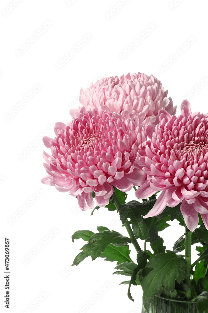 白色背景上粉红色菊花的花束，特写