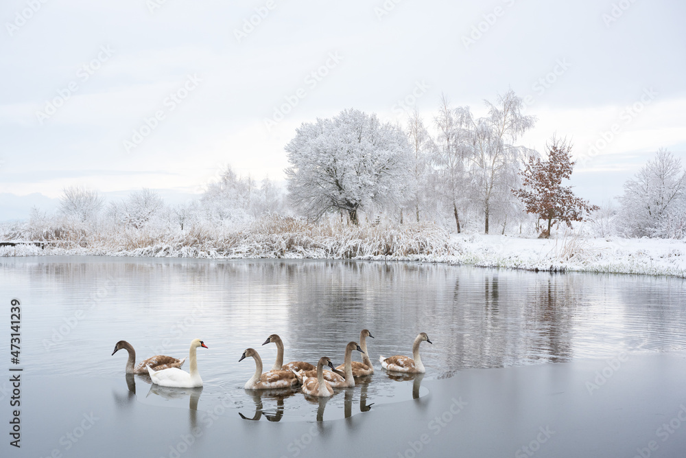 天鹅一家在日出时在冬季湖水中游泳。白色成年天鹅和灰色小天鹅