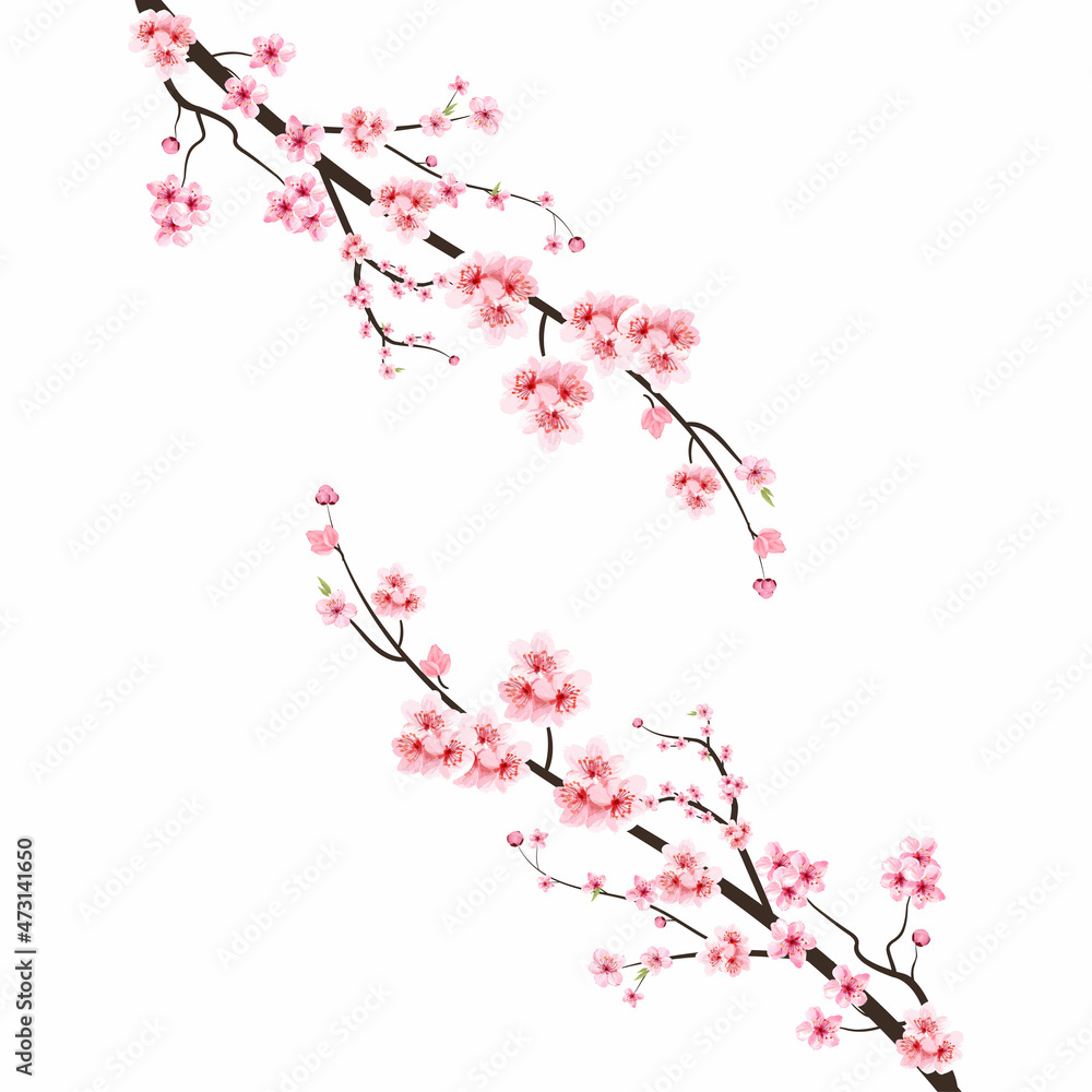 樱花与水彩樱花。日本樱花矢量。樱花枝