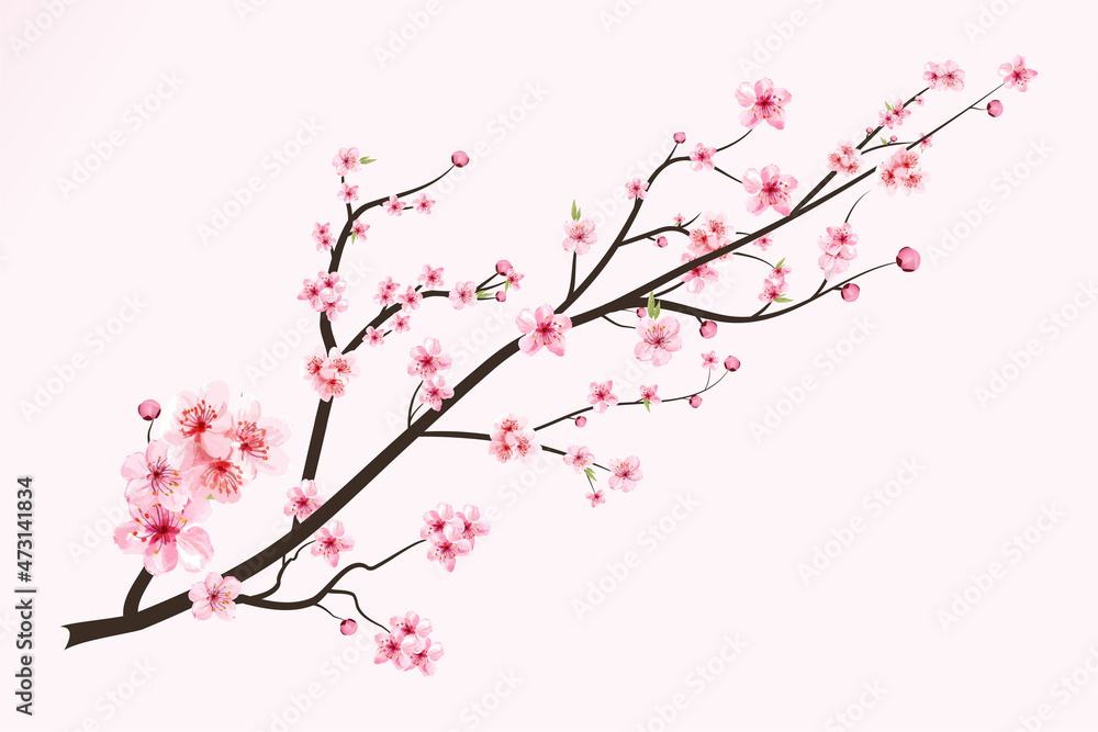 樱花与水彩盛开的樱花。日本樱花矢量。逼真的瓦特