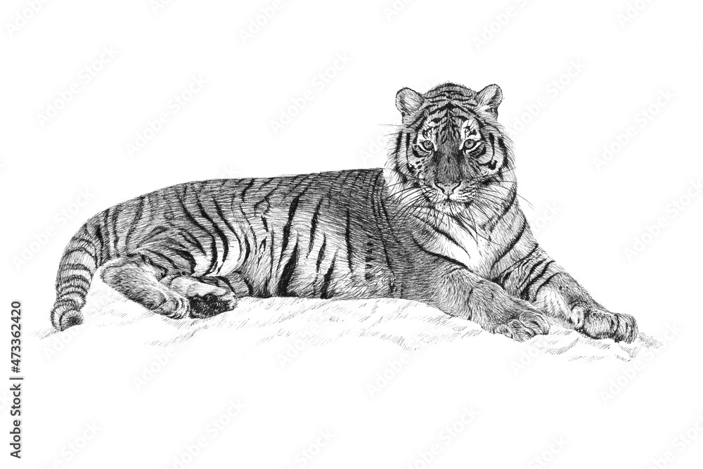 Hand drawn tiger, sketch graphics monochrome illustration on white background