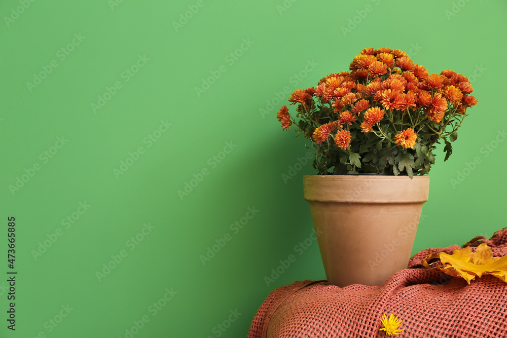 绿色墙壁旁桌上摆放着美丽菊花的花盆