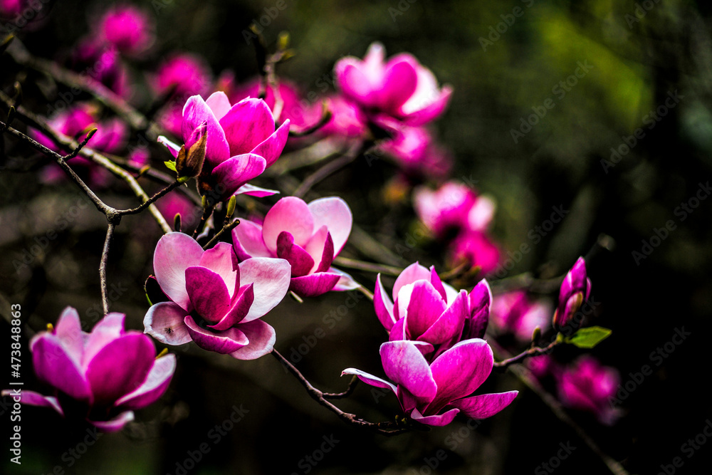 粉红色木兰花的春天背景。腮红效果