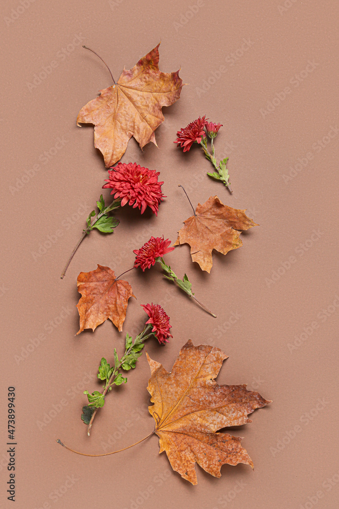 美丽的菊花和秋天的叶子在彩色背景上